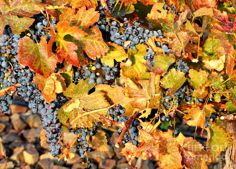 Fall Grapes Photograph by Carol Groenen