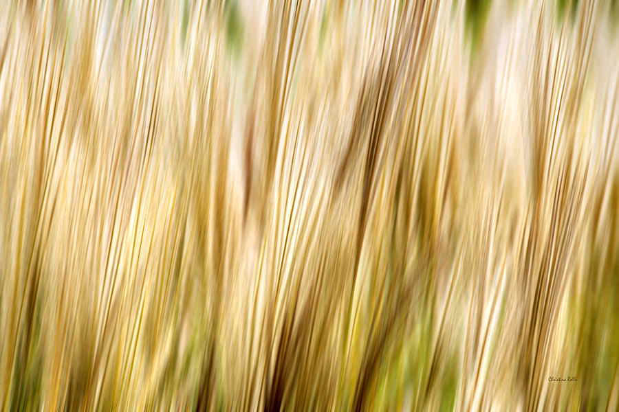 Fall Photograph - Fall Grass Abstract by Christina Rollo