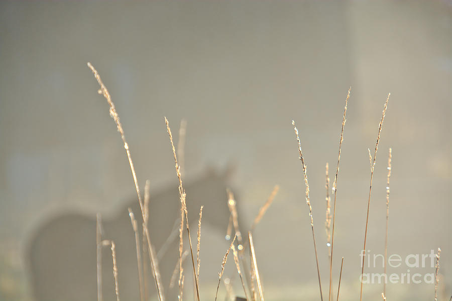 Fall Grasses Photograph by Cheryl Baxter