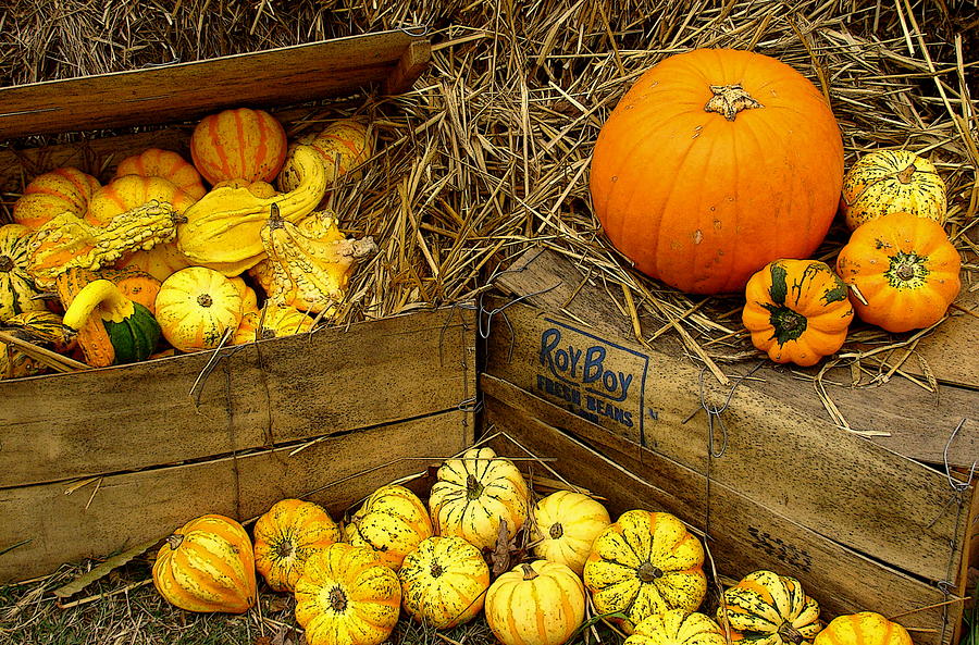 Fall Harvest 4 Photograph by Rodney Lee Williams