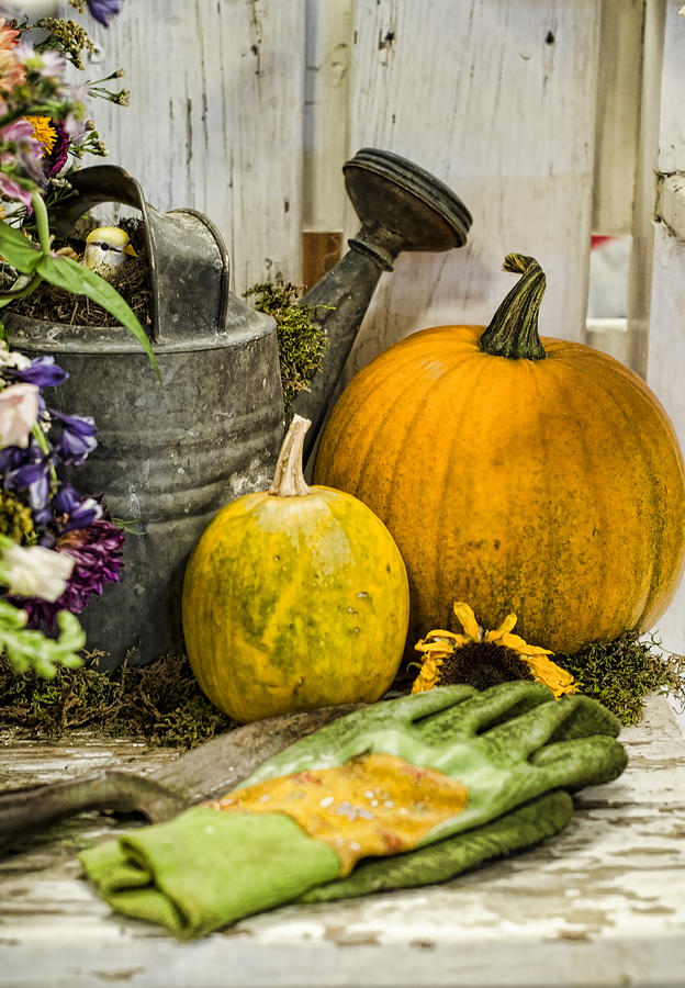 Fall Harvest Photograph by Heather Applegate