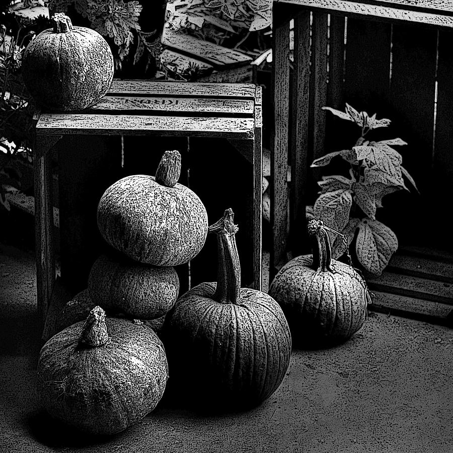 Fall Harvest Photograph by Kathleen Stephens