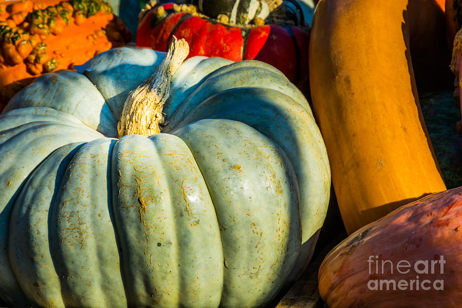 Fall Harvest Photograph - Fall Harvest by Kathy Liebrum Bailey