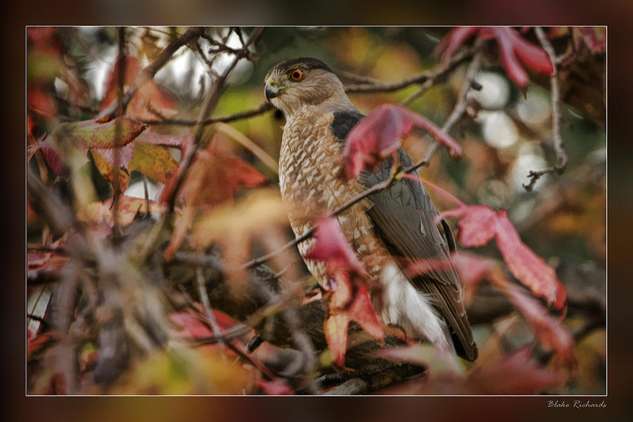 Fall Hawk Photograph by Blake Richards
