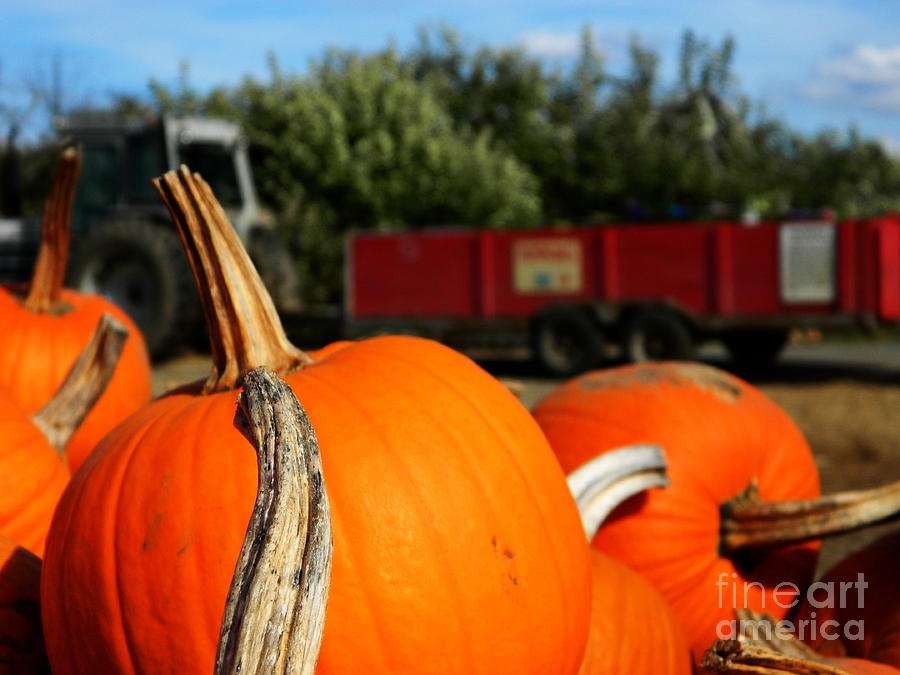 Fall Hayride Photograph by Andrea Anderegg