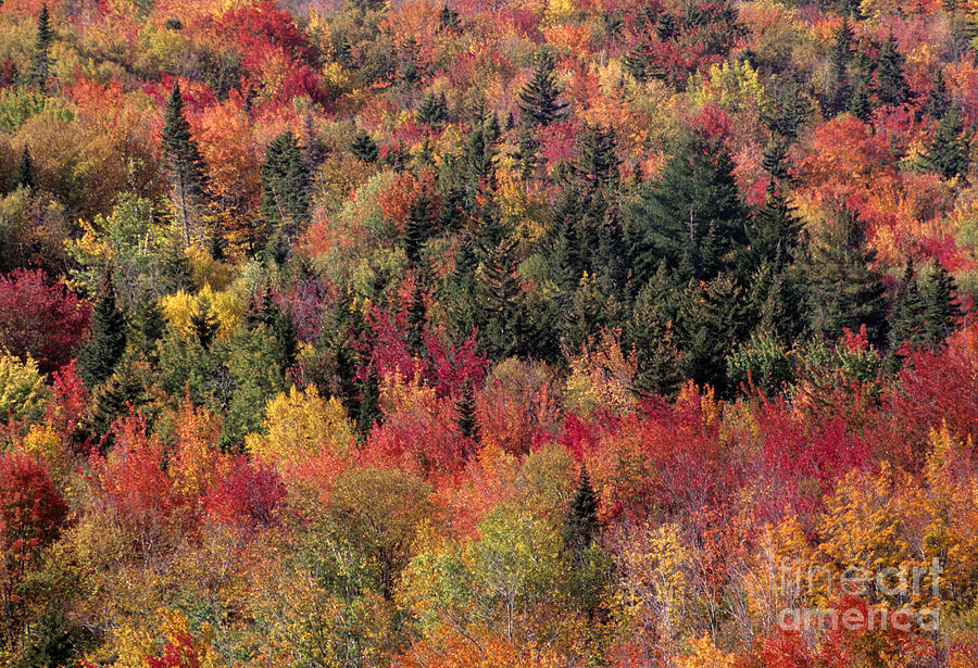 Fall Hillside Photograph by Denise Dupras | Fine Art America