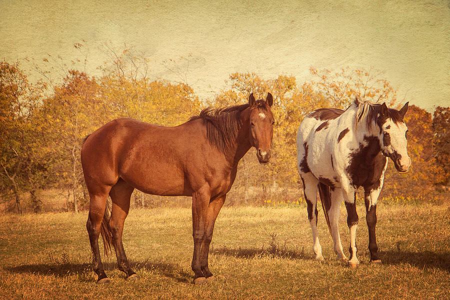 Fall Horses Photograph by Steven Bateson