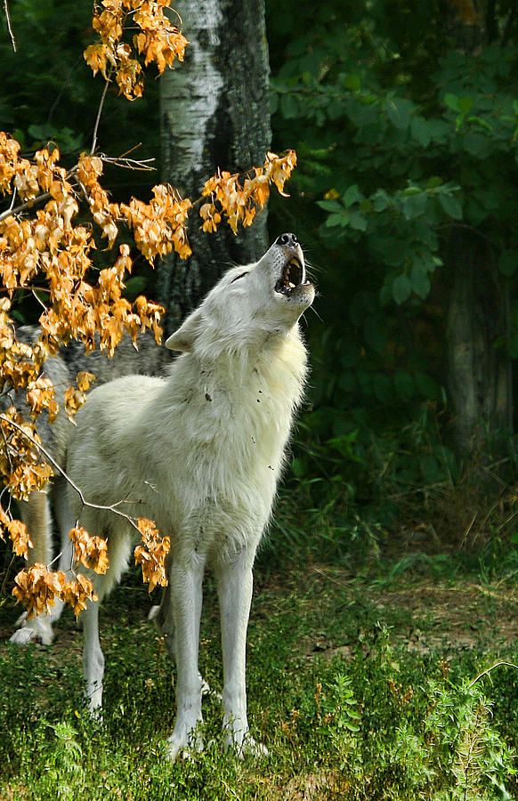 Fall Howl Photograph by Shari Jardina