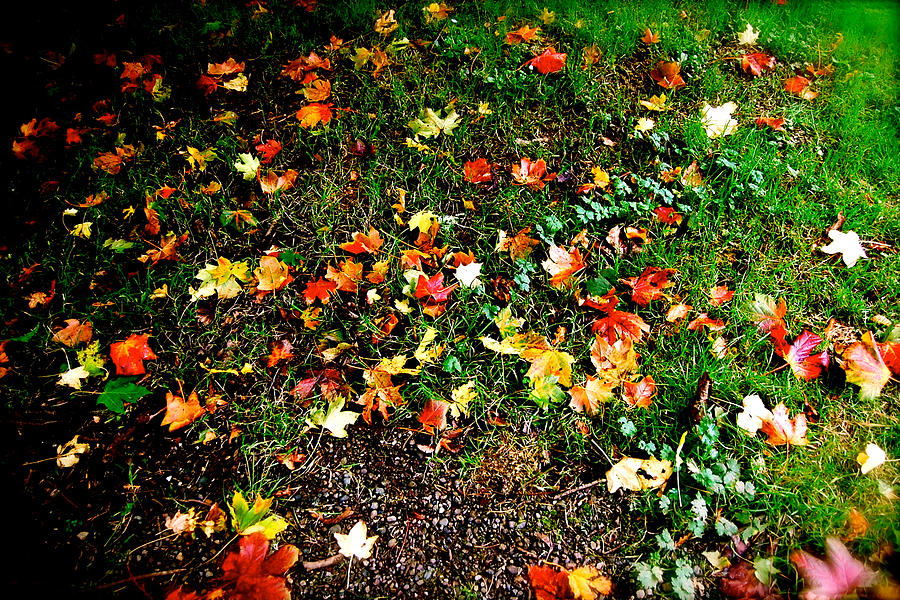 Fall Imagery Photograph by HweeYen Ong