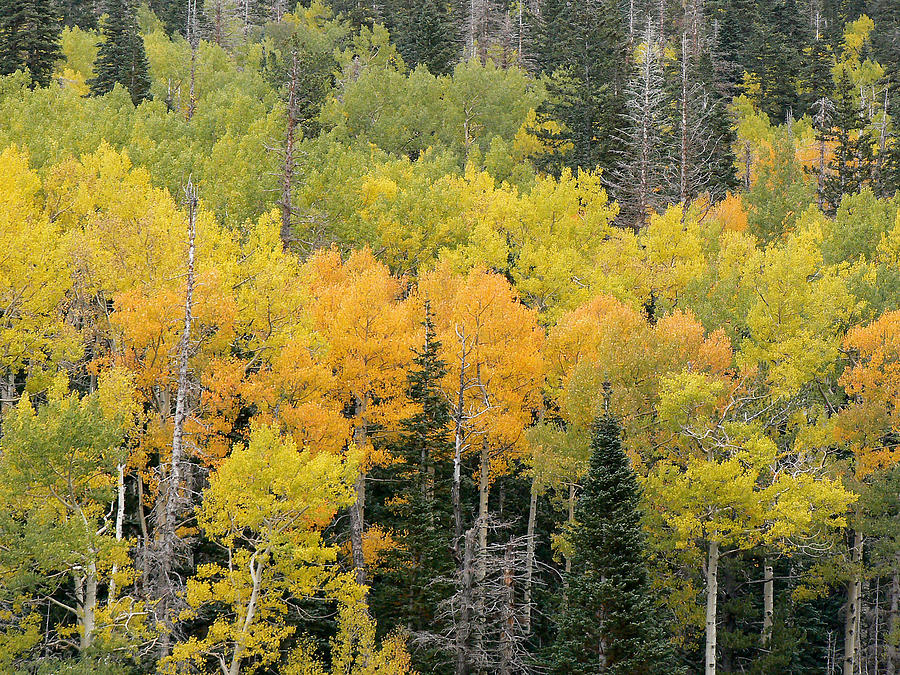 Fall in Arizona Photograph by Laurel Powell - Fine Art America