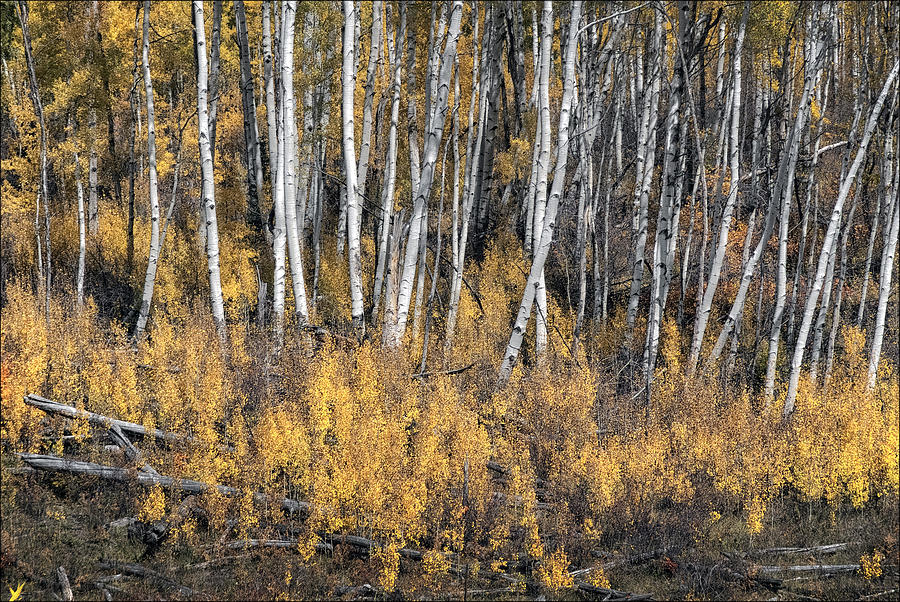 Fall In Aspen Photograph by Robert Fawcett