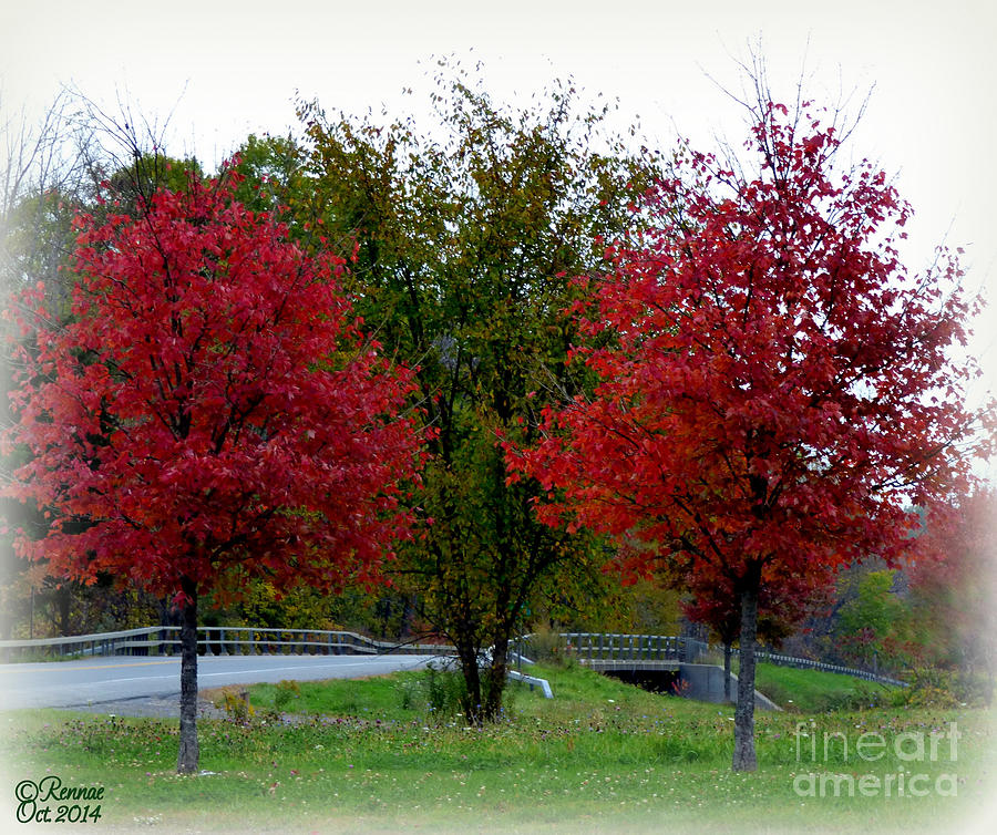 Tree Photograph - Fall In Bloom by Rennae Christman