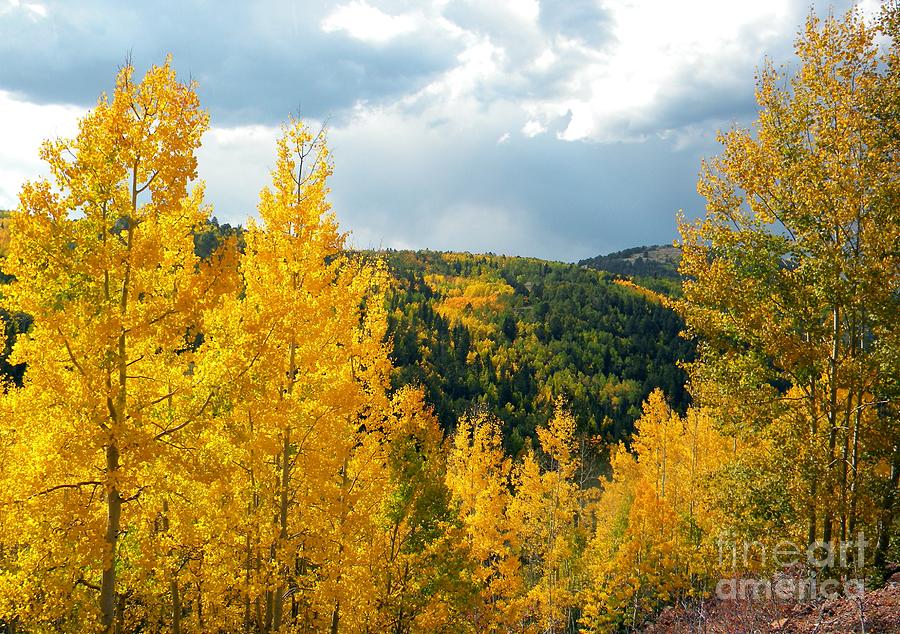Fall in Colorado Photograph by Michelle Frizzell-Thompson