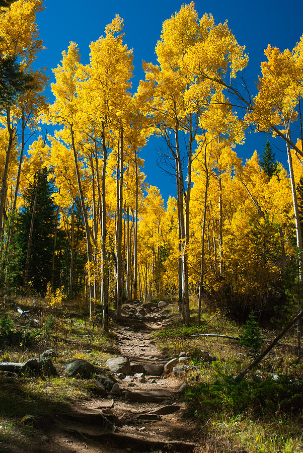 Fall In Colorado On The Chicago Creek Trail Photograph By Jeff Black