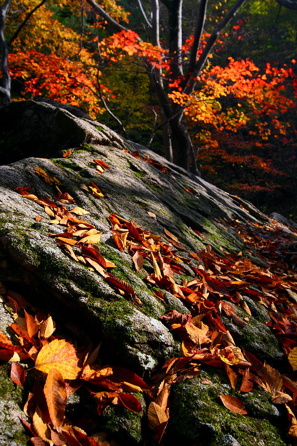 Fall in Gyeryongsan Photograph by Brad Brizek