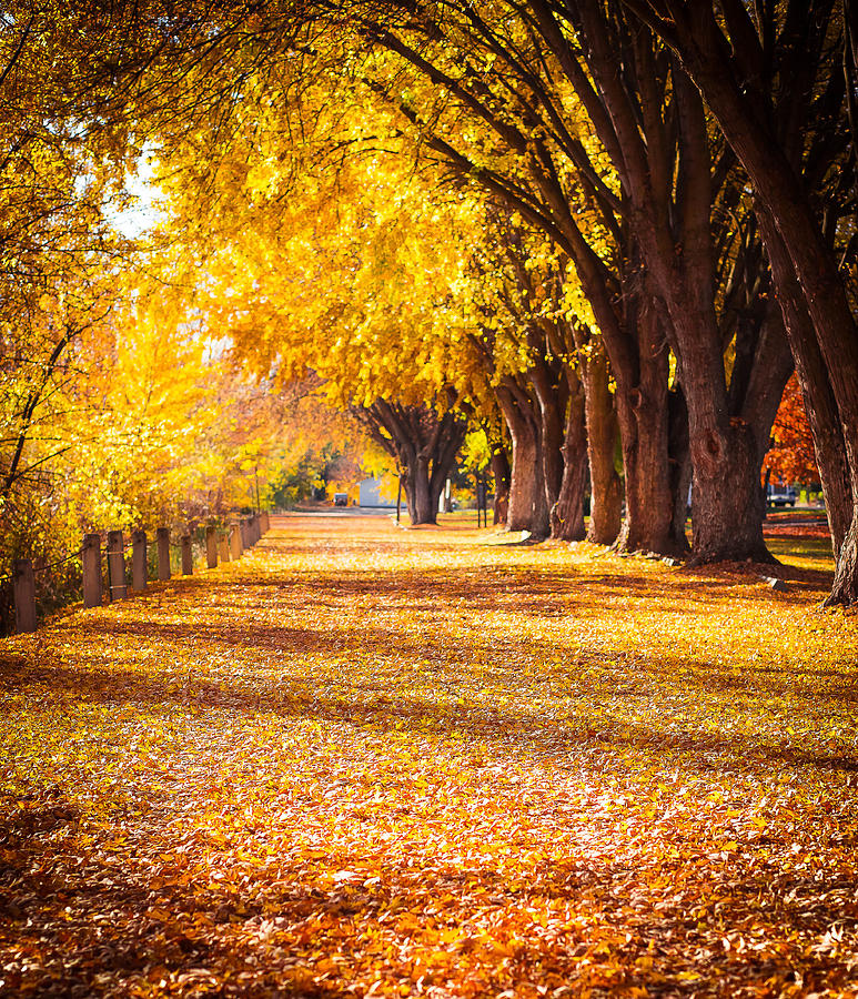 Fall in Okanogan Legion Park Photograph by Caroline Henry - Fine Art ...