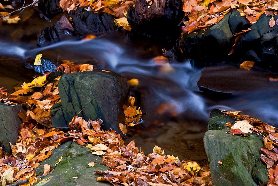 Fall in Rock Creek Park Photograph by Bill Jonscher