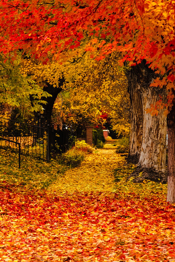 Fall in the City Photograph by Teri Virbickis