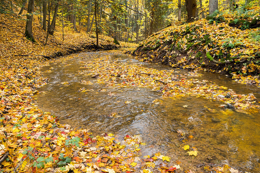 Fall In the Creek Photograph by Bill Pevlor