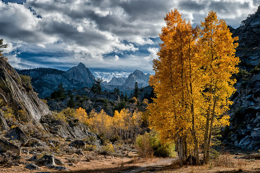 Fall in the Eastern Sierra Photograph by Cat Connor