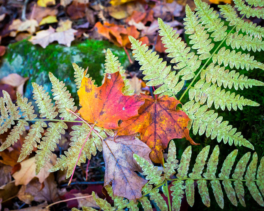 Fall In the Ferns Photograph by Bill Pevlor