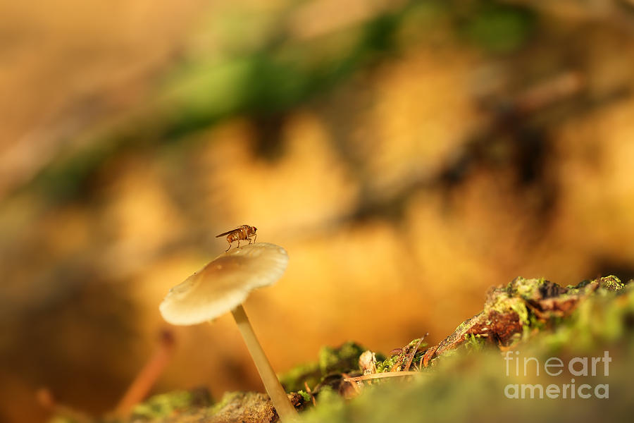 Fall In The Forest - Fly On A Mushroom Photograph