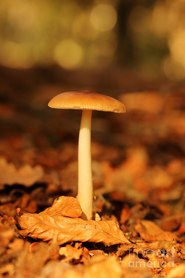 Mushroom Photograph - Fall in the Forest - Natures inperfection by LHJB Photography