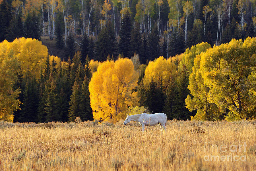 Fall in the Tetons Photograph by Deby Dixon
