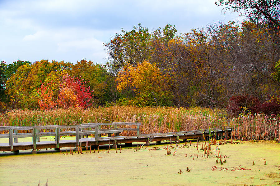 Fall In The Wetlands Photograph by Ed Peterson