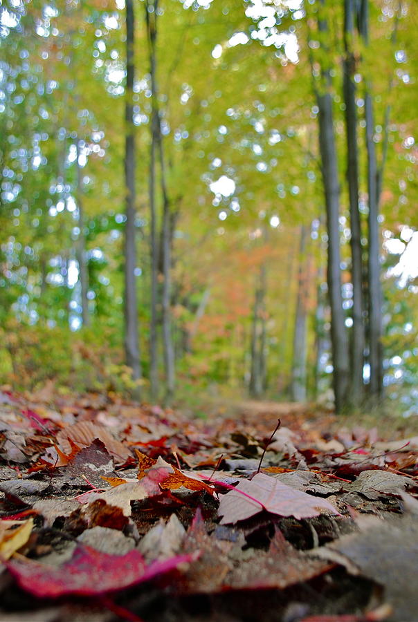Fall Photograph - Fall in the woods by Amanda Letcavage
