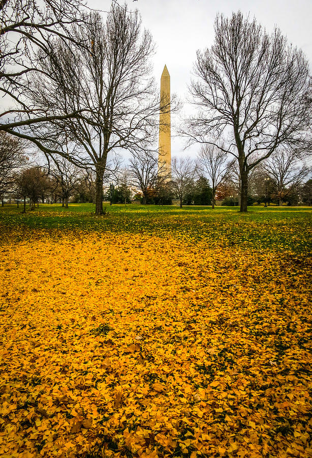 Fall in Washington Photograph by Ross Henton