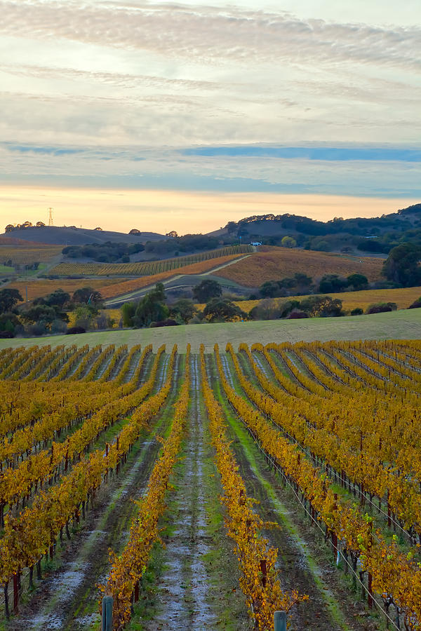 Fall In Wine Country Photograph