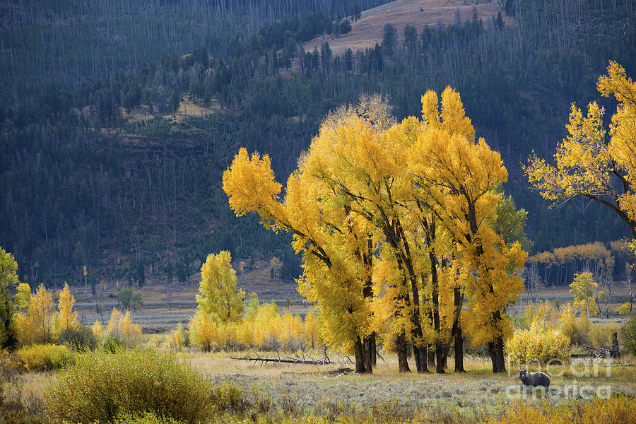 Fall in Yellowstone Photograph by Deby Dixon