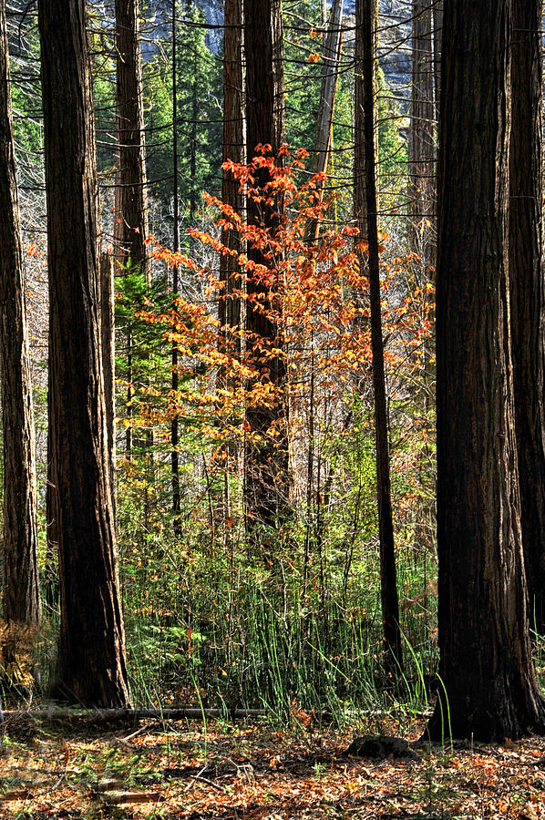 Yosemite National Park Photograph - Fall in Yosemite by Cat Connor