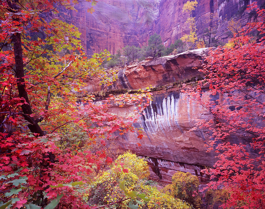 Fall in Zion Photograph by Ray Mathis