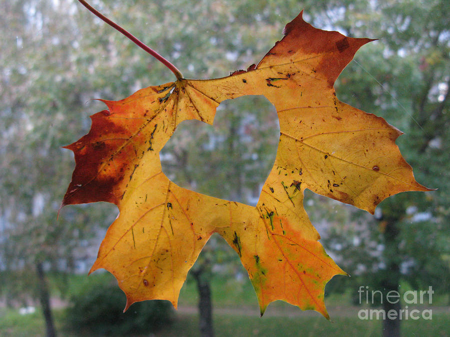 Fall Photograph - Fall ing In Love by Ausra Huntington nee Paulauskaite