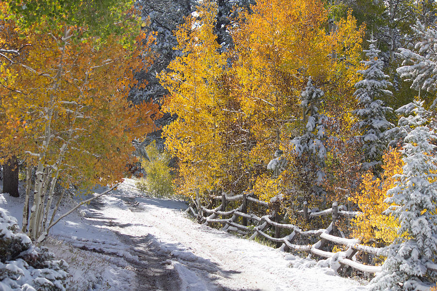 Fall Into Beartrap Meadow - Casper Mountain - Casper Wyoming Photograph by Diane Mintle