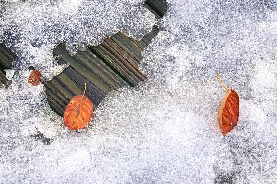 Fall Into Winter Photograph by Diana Angstadt
