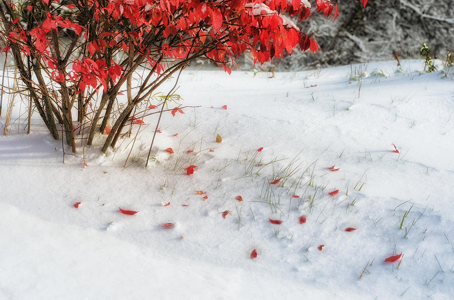Fall Into Winter Photograph by Sue Capuano