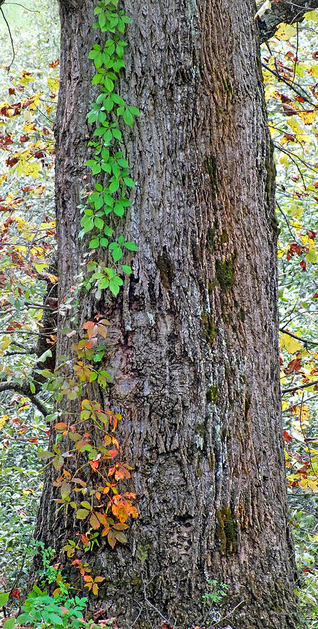 Fall Ivy on Poplar Tree Trunk Photograph by Duane McCullough