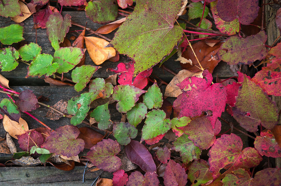 Fall Ivy Photograph by Wayne Meyer