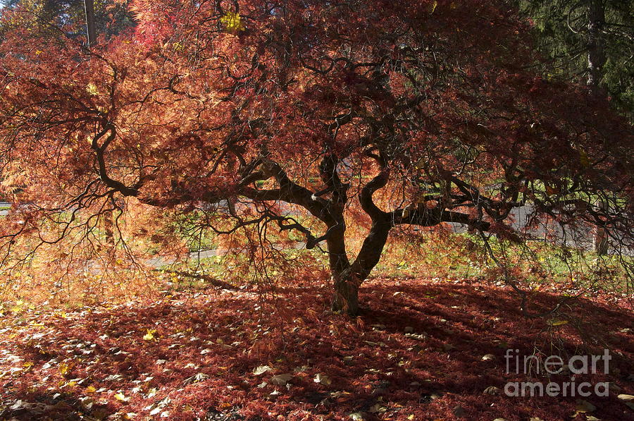 Fall Japanese Maple Photograph by Mark Messenger