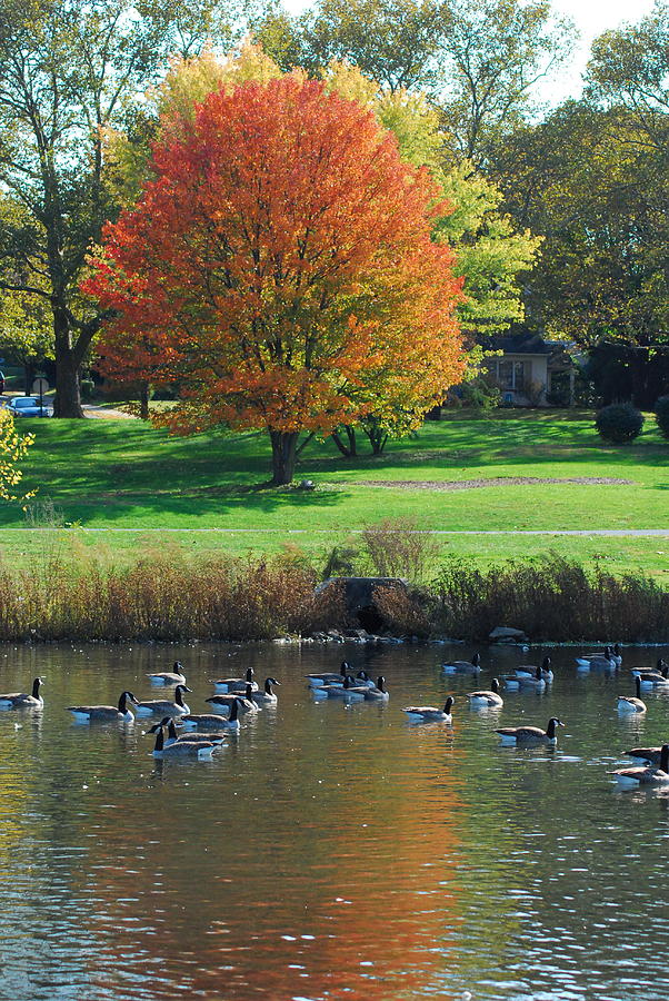 Fall Photograph by Kathy Gibbons - Fine Art America