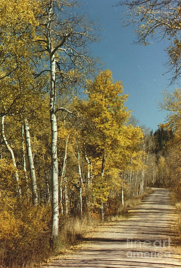 Fall Lane Photograph