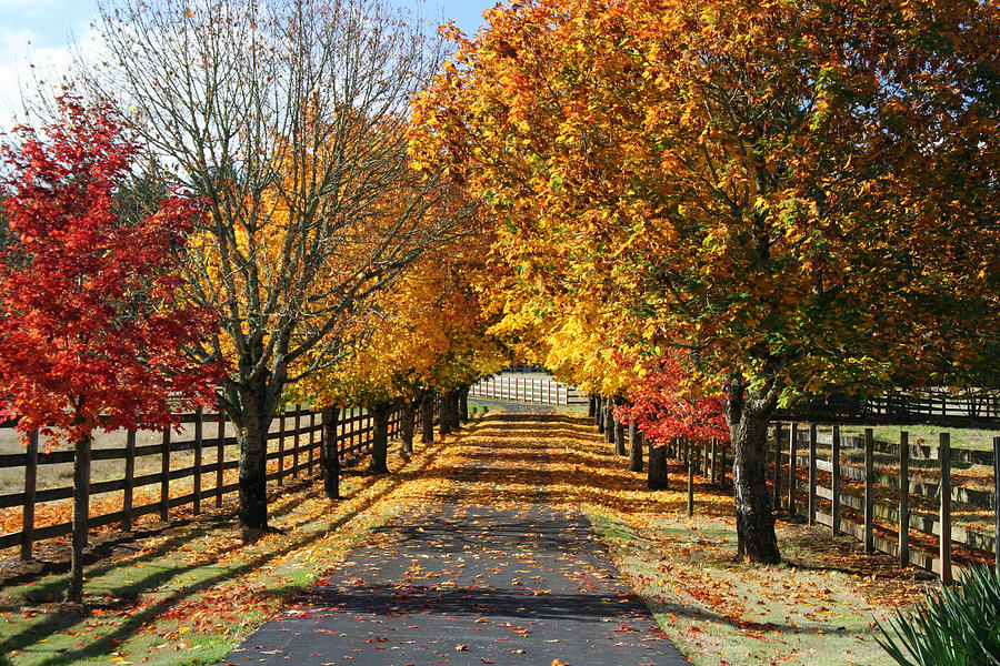 Fall Lane Photograph by Chris Hammond | Fine Art America