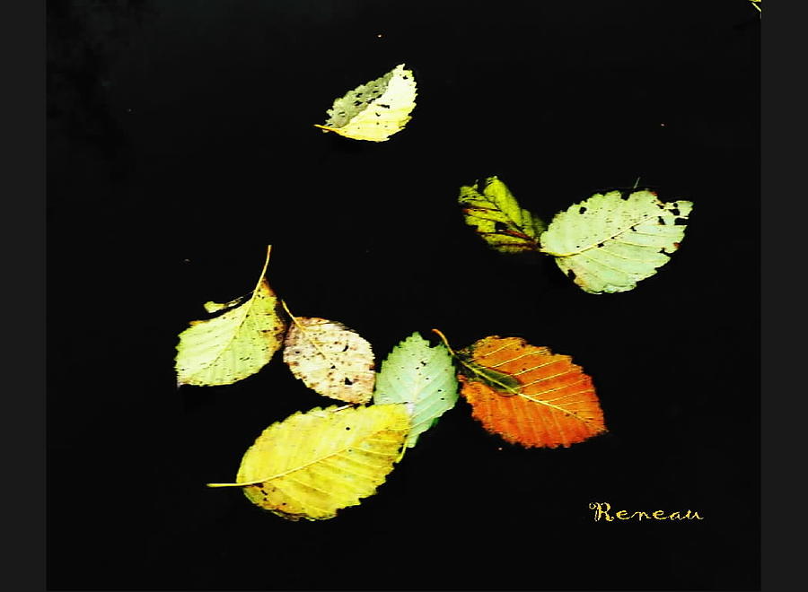 Fall Leaf Art Collection Photograph by A L Sadie Reneau