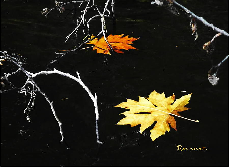 Fall Leaf Art Photograph by A L Sadie Reneau