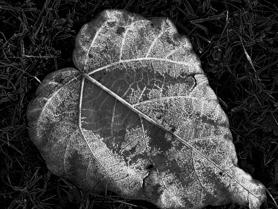 Fall Leaf Black and White Photograph by Cathy Anderson