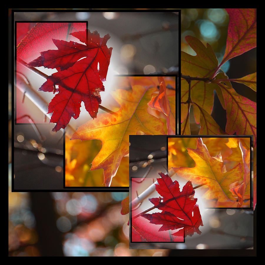Fall Leaf Collage Photograph by Janis Knight
