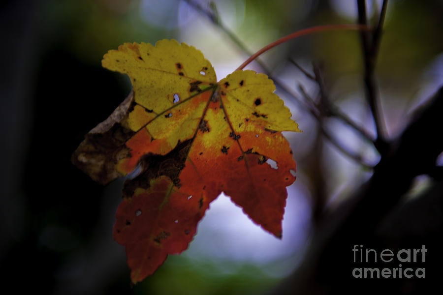 Red And Yellow Maple Leaf Photograph